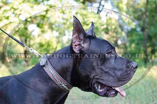 Great Dane Collar with Design "Barbed Wire"